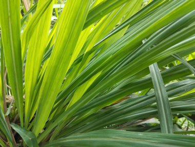 Bahçedeki limon yaprağını kapat, organik tarım bitkisi. 