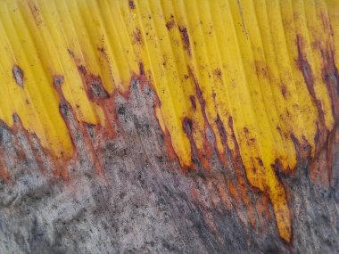 Soyut renkli muz yaprağı yüzey dokusu arkaplanı