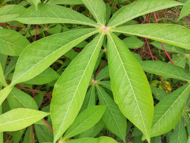 Açık bahçede yemyeşil kasava bitkileri, organik tarım bitkileri.