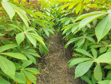 Açık bahçede yemyeşil kasava bitkileri, organik tarım bitkileri.