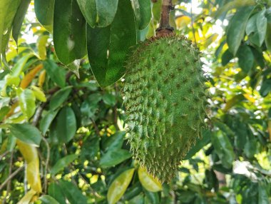 Soursop meyvesi (annona mucirata) hala açık hava bahçesindeki ağaçta