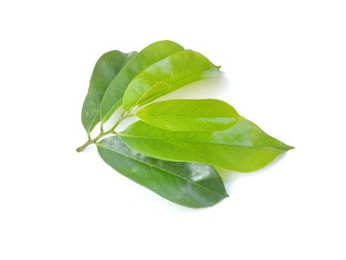 Beyaz arkaplanda izole edilmiş taze kaynak yaprakları
