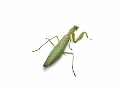 Peygamber devesi (Mantodea) beyaz arkaplan, tasarım ögesi üzerinde izole 