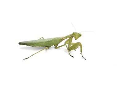 Peygamber devesi (Mantodea) beyaz arkaplan, tasarım ögesi üzerinde izole 