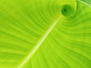 Soyut yeşil muz yaprağı yüzey dokusu arkaplanı