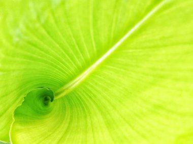 Soyut yeşil muz yaprağı yüzey dokusu arkaplanı