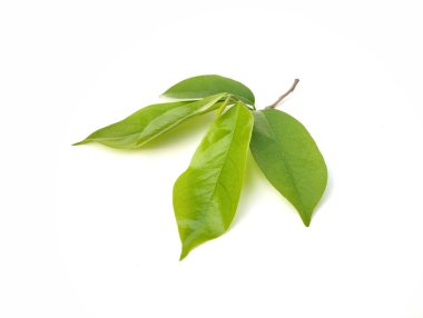 Beyaz arkaplanda kaynak yaprakları (Annona mucirata) izole edildi 