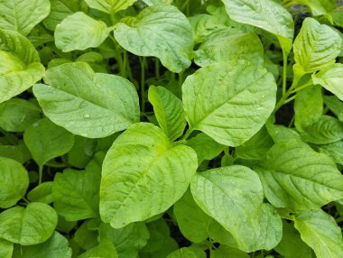 Organik bitki bahçesinde taze yeşil ıspanak (spinacia oleracea) 