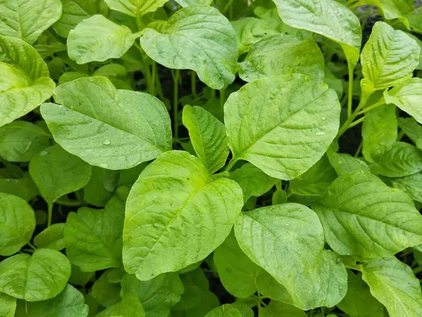 Organik bitki bahçesinde taze yeşil ıspanak (spinacia oleracea) 