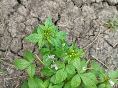 Bahçede püsküllü örümcek çiçeği (Cleome rutidosperma) 