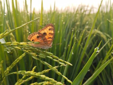 Sabahları pirinç tarlalarında yaygın Buckeye Kelebeği (Junonia coenia)