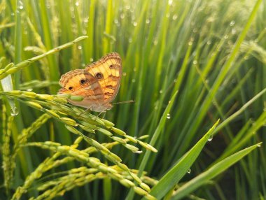 Sabahları pirinç tarlalarında yaygın Buckeye Kelebeği (Junonia coenia)