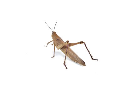 Çekirge çekirgesi (Valanga nigricornis) beyaz arka planda izole edilmiştir 