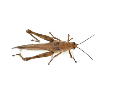Çekirge çekirgesi (Valanga nigricornis) beyaz arka planda izole edilmiştir 