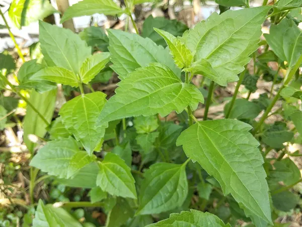 Siyam otu (Chromolaena odorata) açık hava bahçesinde
