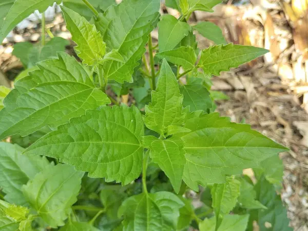 Siyam otu (Chromolaena odorata) açık hava bahçesinde