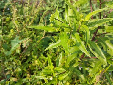 Açık havada papatya çiçekleri (Eclipta prostrata) 