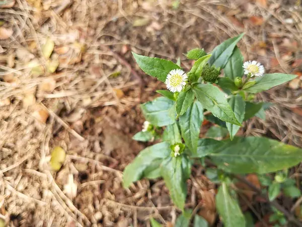 Açık havada papatya çiçekleri (Eclipta prostrata) 