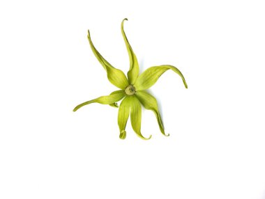 Beyaz arka planda ylang-ylang çiçeği (Cananga odorata) izole edilmiştir. Yaratıcı tasarım için botanik fotoğrafçılık 