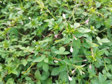 Örümcek çiçeği (Cleome hassleriana) açık hava bahçesinde 