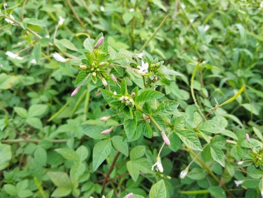 Örümcek çiçeği (Cleome hassleriana) açık hava bahçesinde 