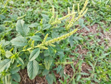 Bahçe bahçesindeki dikenli amaranth bitkisi (Amaranthus spinosus) 