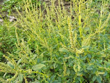 Bahçe bahçesindeki dikenli amaranth bitkisi (Amaranthus spinosus) 