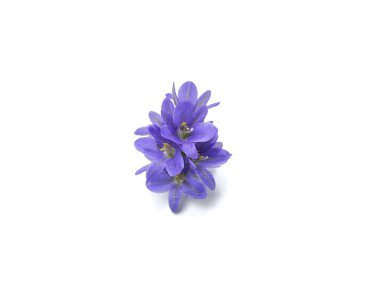 Mor Su sümbülü çiçeği (Pontederia crassipes) beyaz arka planda izole edilmiştir. Yaratıcı tasarım için botanik fotoğrafçılık