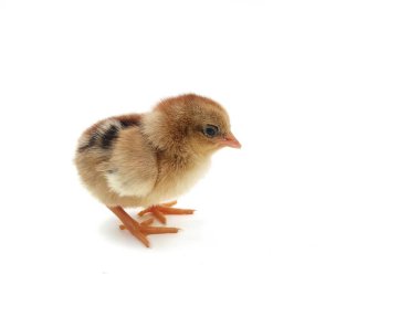 Beyaz arka planda izole kırmızı piliç