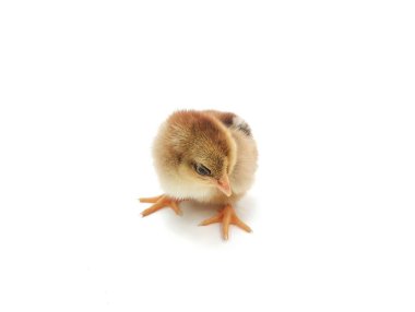 Beyaz arka planda izole kırmızı piliç