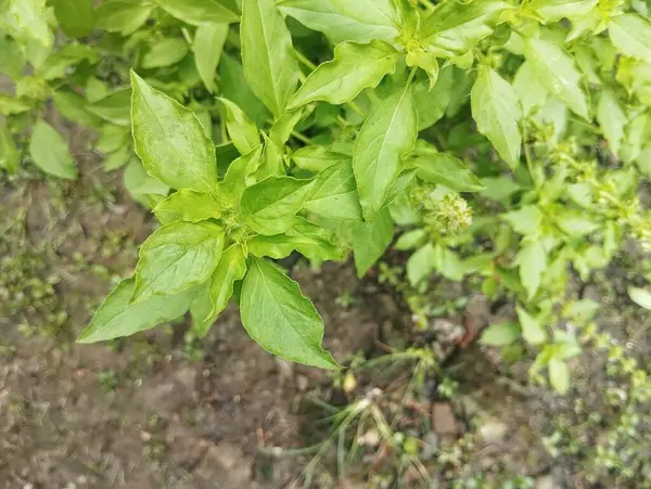 Fesleğen çiçeğini (Ocimum americanum) açık hava bahçesinde bırakır