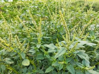 Bahçe bahçesindeki dikenli amaranth bitkisi (Amaranthus spinosus)