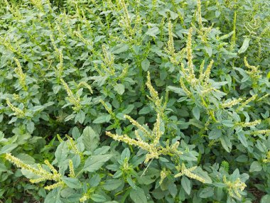 Bahçe bahçesindeki dikenli amaranth bitkisi (Amaranthus spinosus)