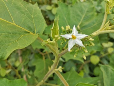 Şeytanın incir çiçekleri (Solanum torvum) açık hava bahçesinde 