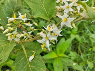 Şeytanın incir çiçekleri (Solanum torvum) açık hava bahçesinde 