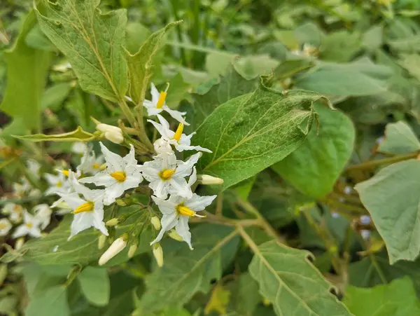 Şeytanın incir çiçekleri (Solanum torvum) açık hava bahçesinde 