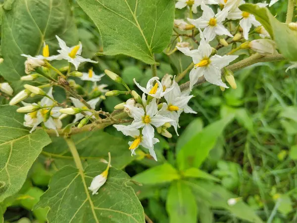 Şeytanın incir çiçekleri (Solanum torvum) açık hava bahçesinde 