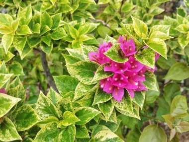 Güzel pembe bougainvillea çiçekleri açık alanda çiçek açar. 