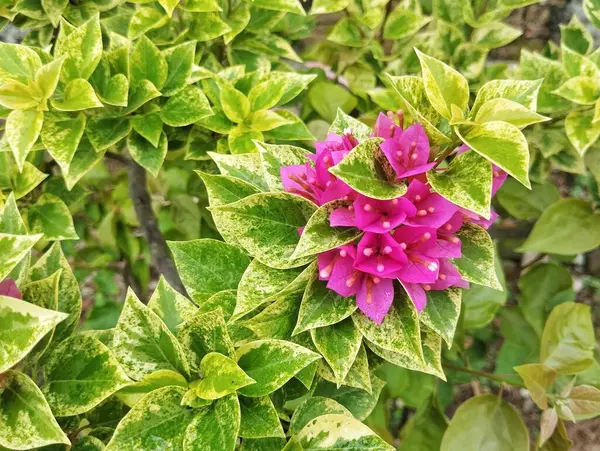 Güzel pembe bougainvillea çiçekleri açık alanda çiçek açar. 