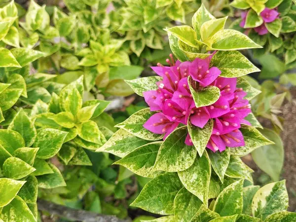 Güzel pembe bougainvillea çiçekleri açık alanda çiçek açar. 