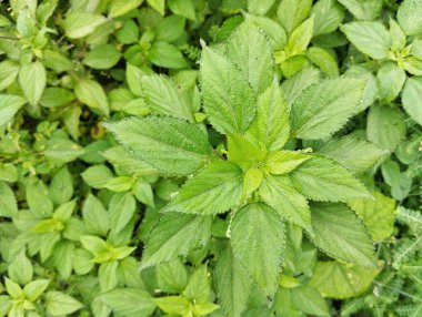 Asya Bakır Yaprağı (Acalypha rhomboidea) açık hava bahçesinde 