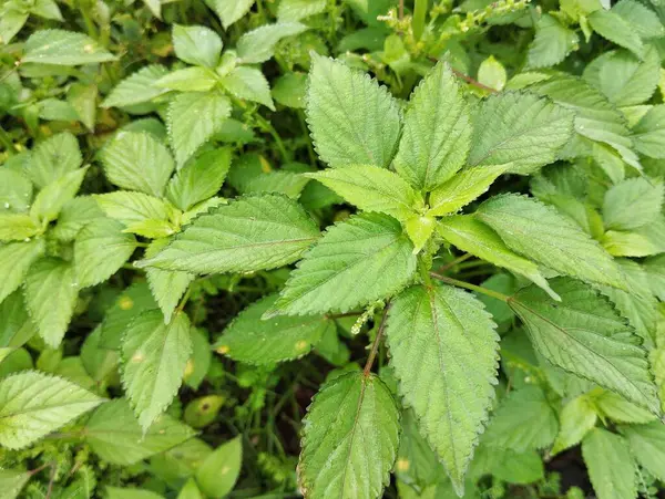 Asya Bakır Yaprağı (Acalypha rhomboidea) açık hava bahçesinde 