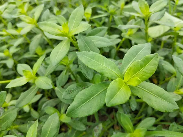 Açık hava bahçesinde sussile joyweed (Alternanthera sessilis), üst görünüm 