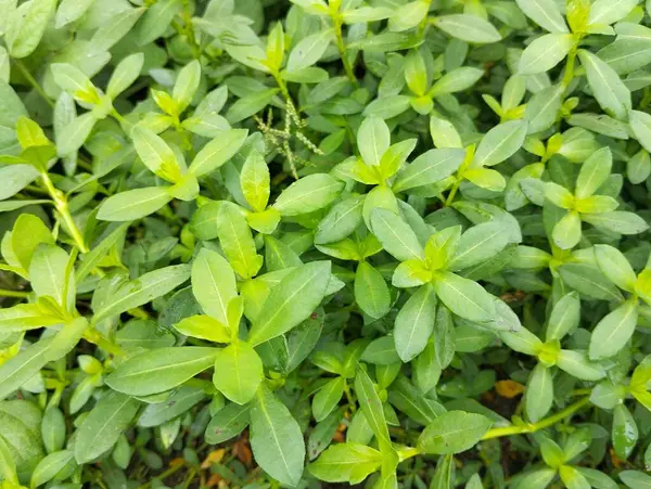 Açık hava bahçesinde sussile joyweed (Alternanthera sessilis), üst görünüm 
