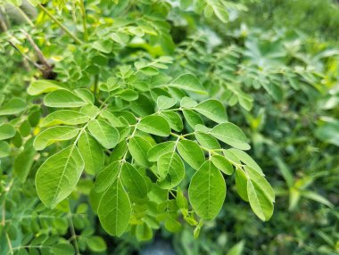Moringa lemuru (habbemsi) açık bir bahçede, bozulmamış ve sulu bir yemektedir. 
