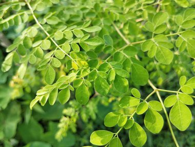 Moringa lemuru (habbemsi) açık bir bahçede, bozulmamış ve sulu bir yemektedir. 