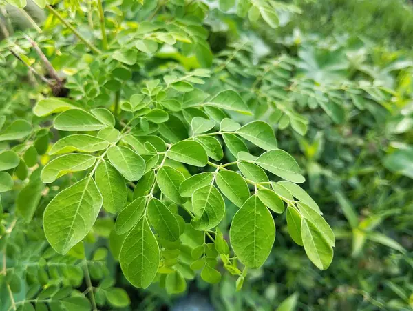 Moringa lemuru (habbemsi) açık bir bahçede, bozulmamış ve sulu bir yemektedir. 