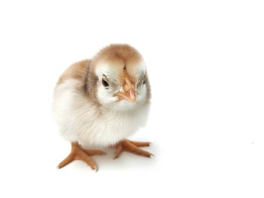 Kahverengi hatun beyaz arka planda izole edilmiş.