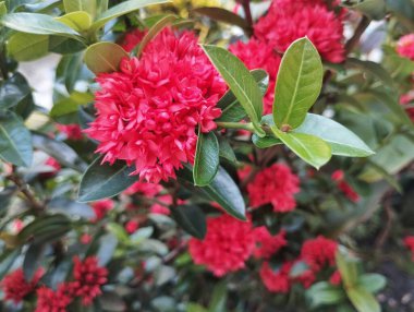 Kırmızı orman sardunya çiçeği (Ixora chinensis) açık hava bahçesinde
