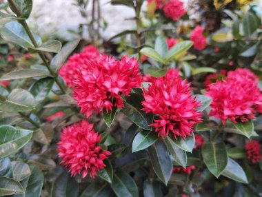 Kırmızı orman sardunya çiçeği (Ixora chinensis) açık hava bahçesinde